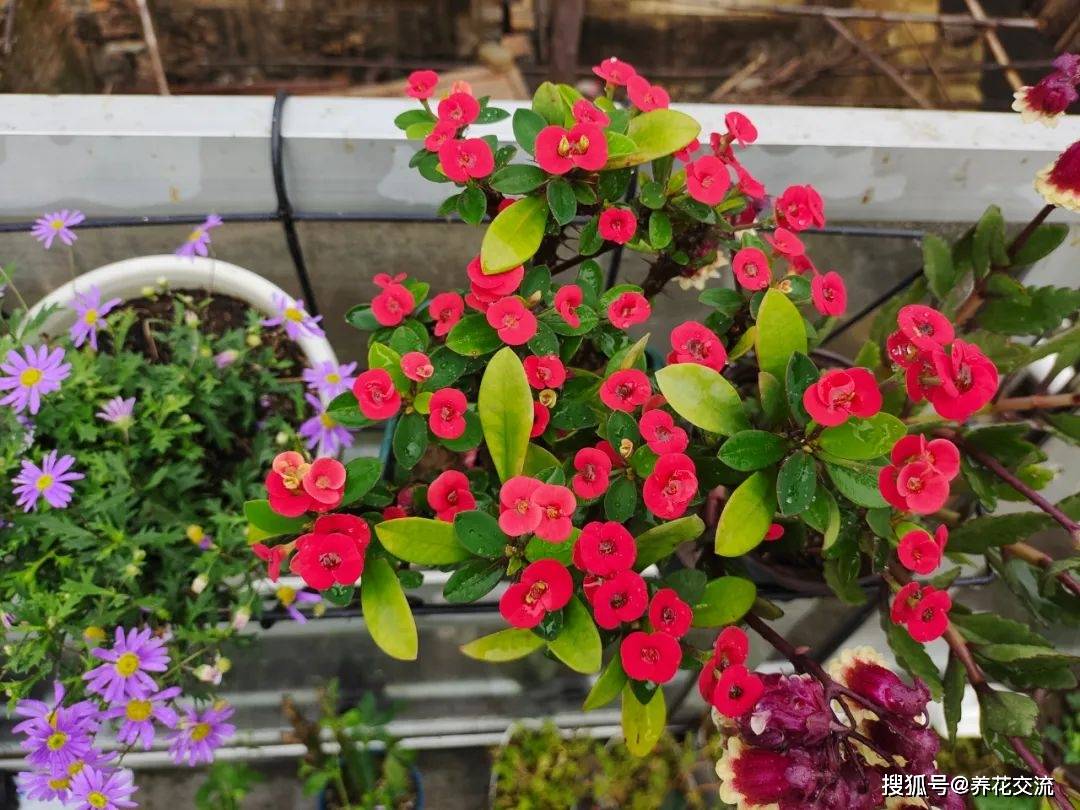 室内水生植物（室内种植水生植物品种） 第1张