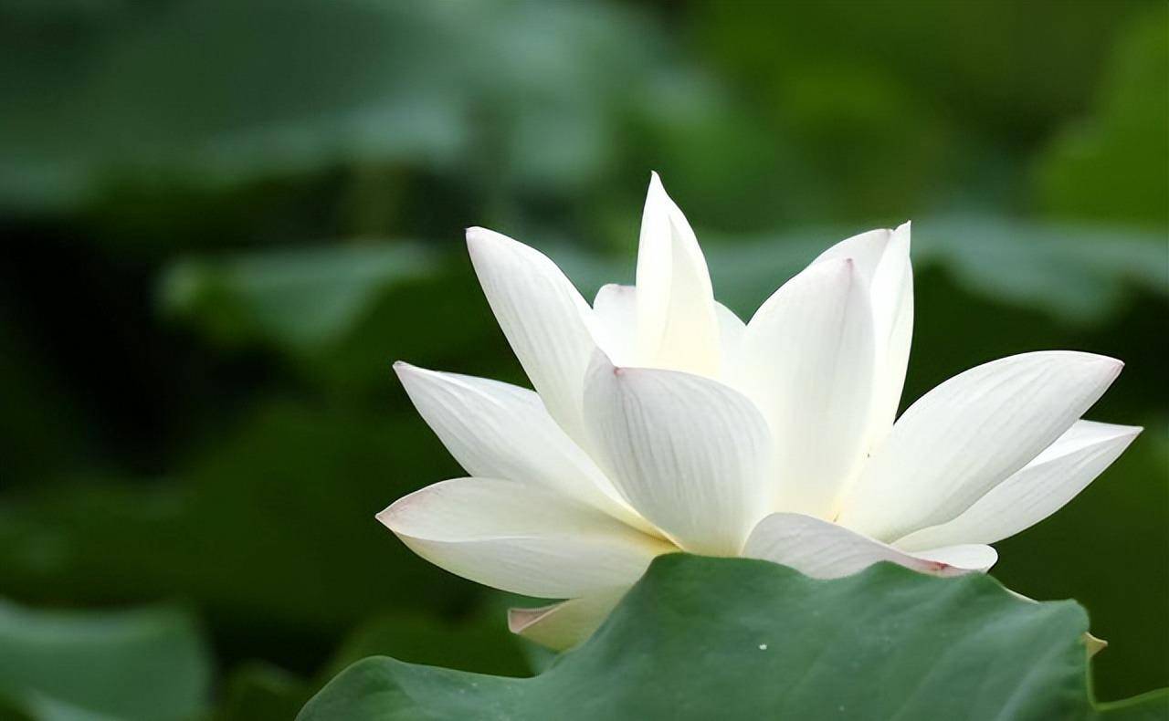 男女性交:看清感情的人,只因看懂5句话!_因为_爱情_余生