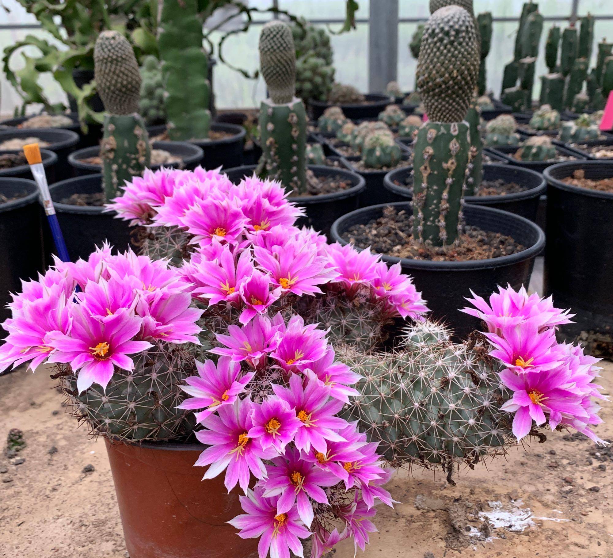 好养又爱开花的仙人球—蓬莱宫,花期春夏秋,观球,观刺又观花_品种