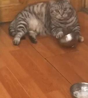 猫咪排队偷肉吃轮流放风,黑猫:快点吃该轮到我了! 猫咪排队偷肉吃轮流放风,黑猫:快点吃该轮到我了!