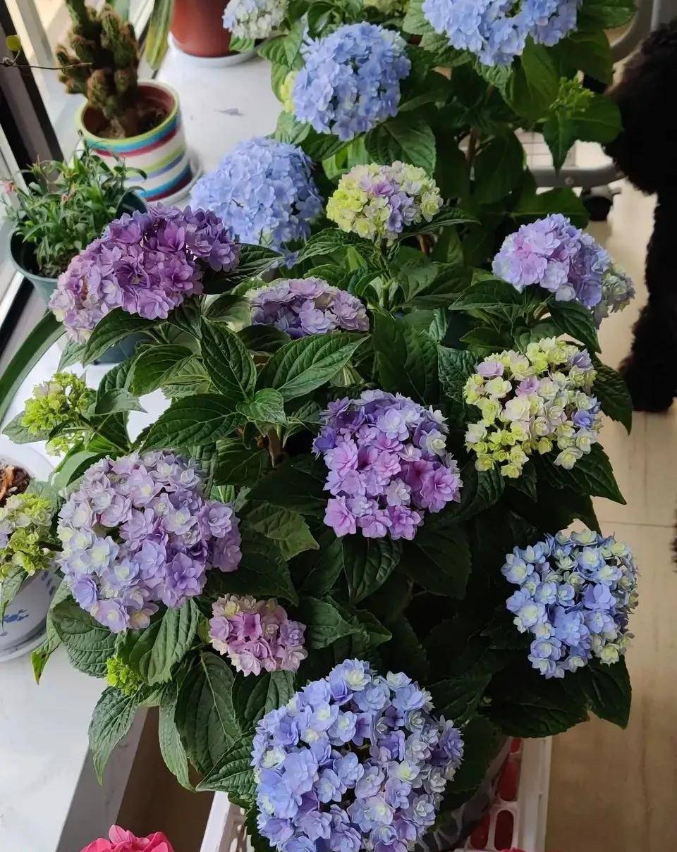 绣球花的生长速度飞快,在生长期要保持土壤湿润,每周浇水2到3次,同时