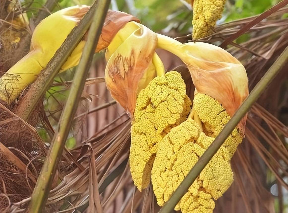 "棕树"的果实能炒肉?