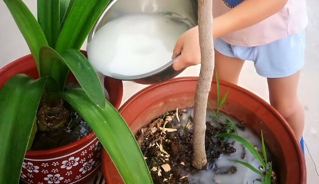 用淘米水养花好不好?