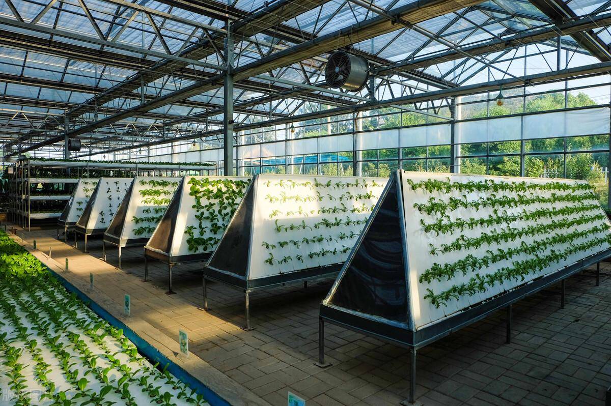 探秘未来农业:温室蔬菜生产带来的革命性变革!_进行_病虫害_控制