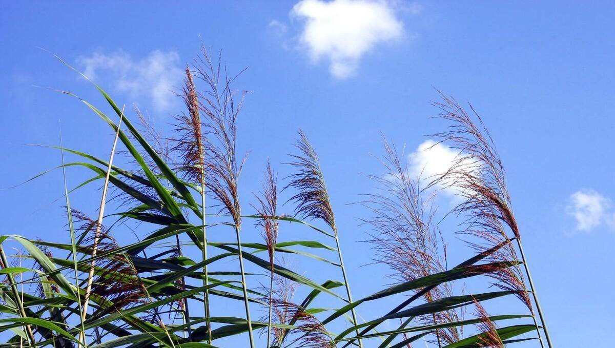 春天蘆葦的嫩芽叫蘆葦筍,它才是人間珍饈美味_價值_食用_人們