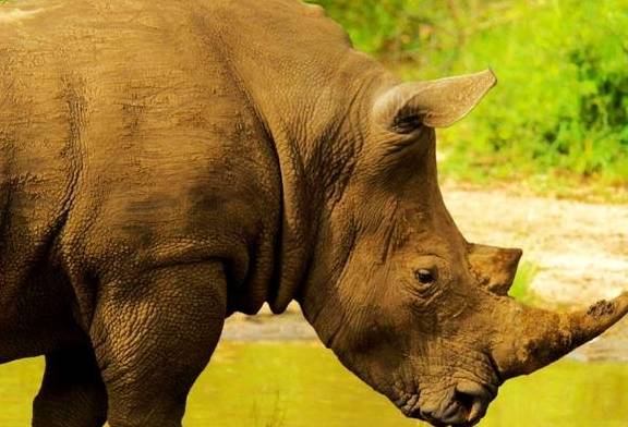悟空战犀牛精:中国彻底灭绝的物种犀牛_人类_栖息地_活动