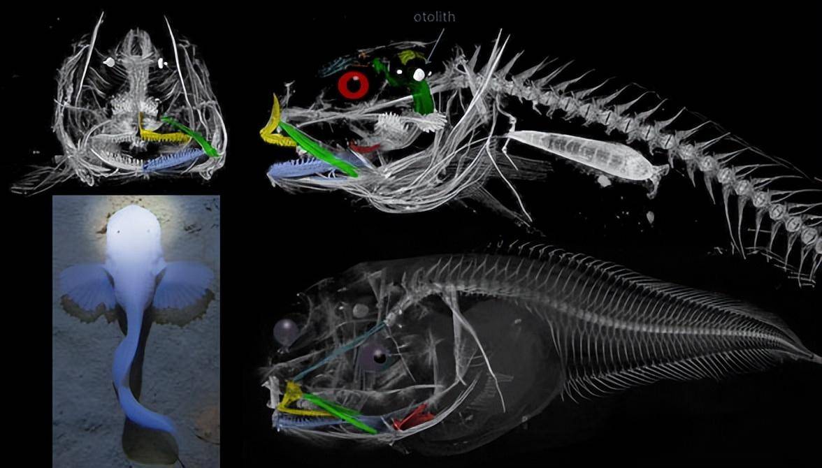 日本8336米深海发现怪鱼,是已知最深海域的鱼类,出水就"融化"_蜗牛