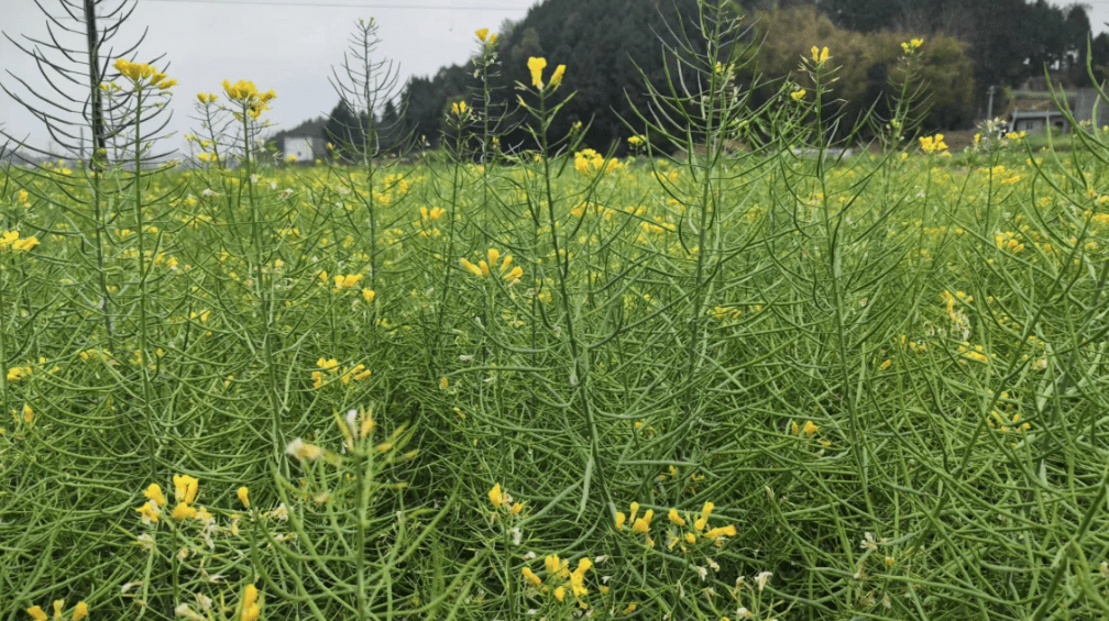 目前油菜花期已經結束,進入了角果成熟期.專家建議,要加強病蟲害防治.