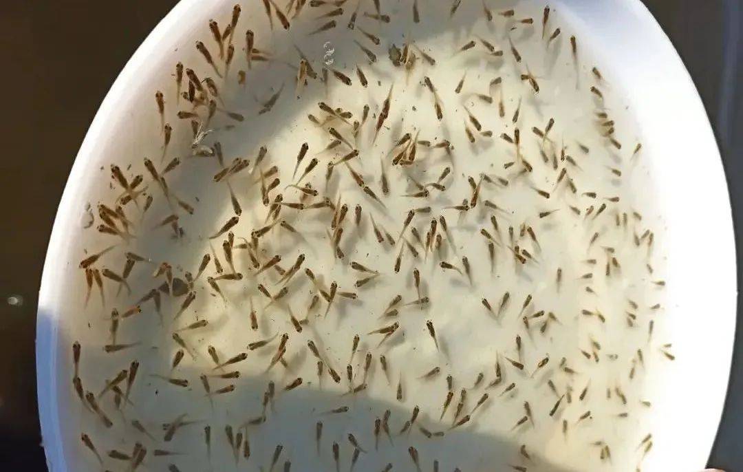 加州鲈水花标粗3个关键点,助力提高成活率!_鲈鱼_养殖_问题
