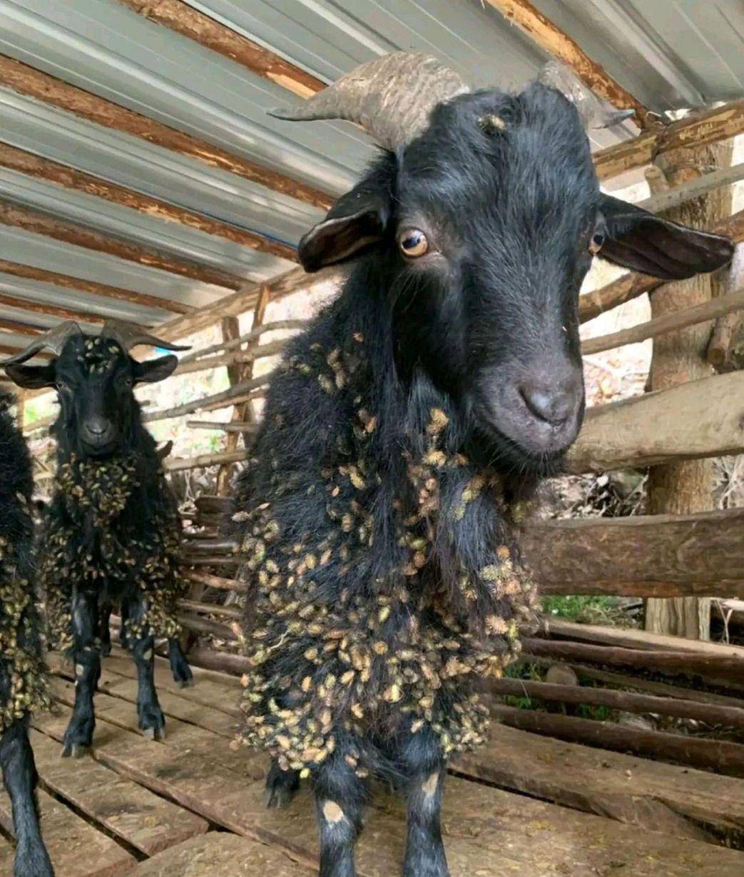 遍地都是的苍耳竟然是入侵物种,可能对健康产生严重影响?