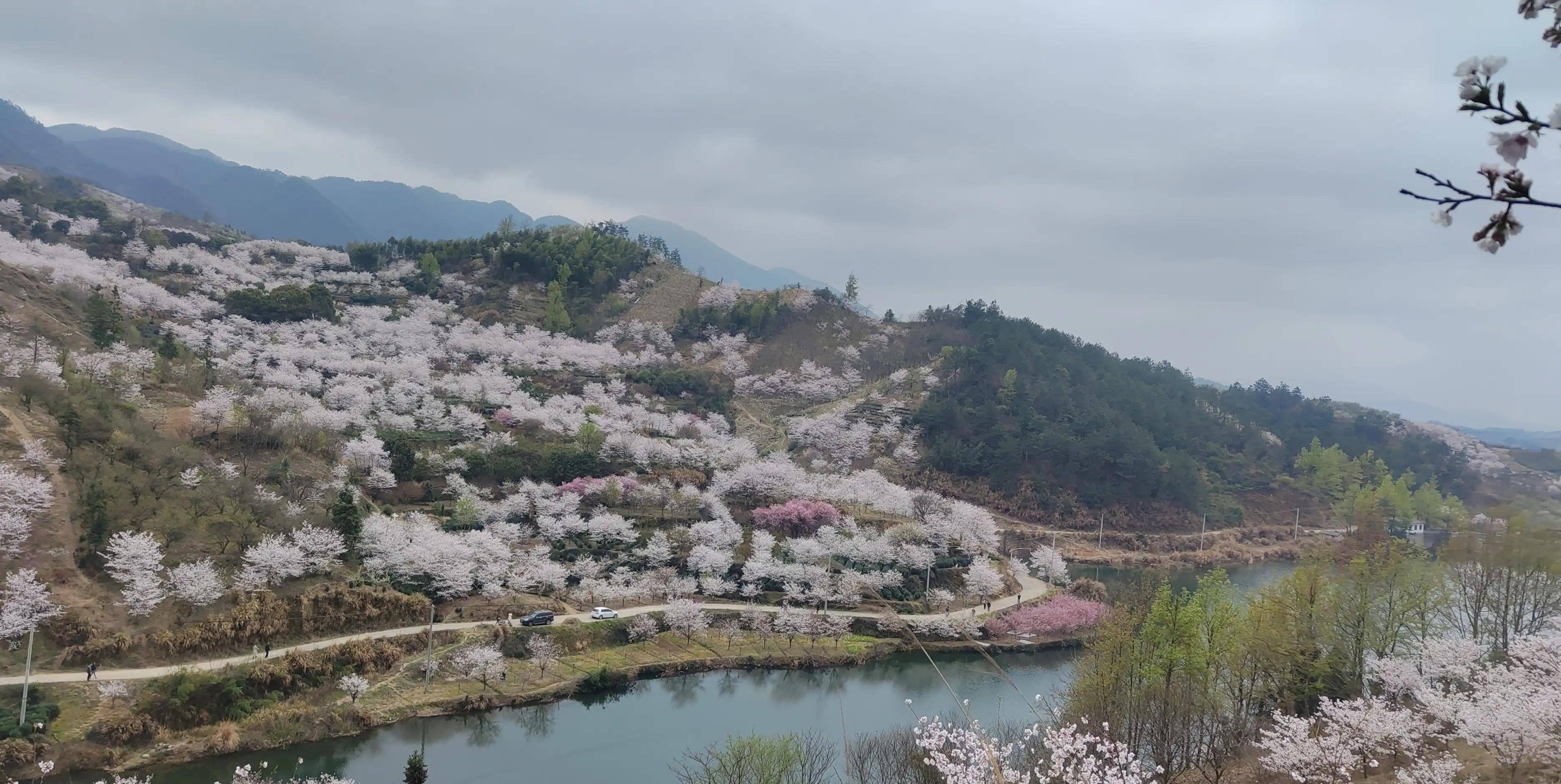 嵊州樱花谷图片