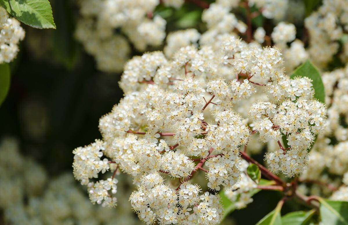 石楠花为什么叫最污花（石楠花是什么花） 第1张