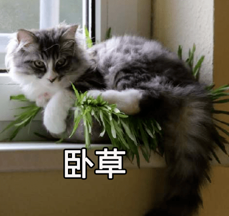 买的猫草猫不吃，主人剪来炒鸡蛋自己吃了，网友：猫草变人草？_手机搜狐网