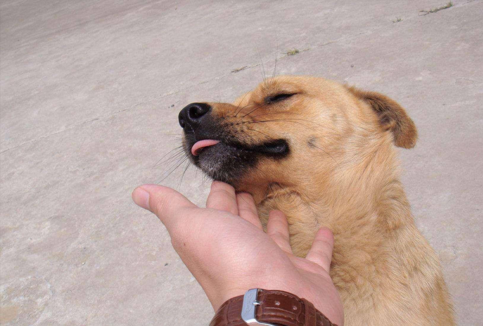 狗狗独自在一边玩耍的时候,你忽然过去摸摸它的下巴,它就会以为你在