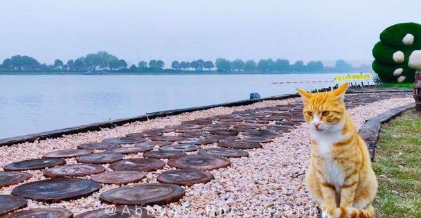 有个神奇的肥猫岛,不仅是猫的世界,更是铲屎官的天堂_互动_猫咪_白马