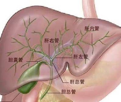 出現臉色逐漸發黃,要警惕膽道惡性腫瘤,跟著圖片學防治_系統_治療