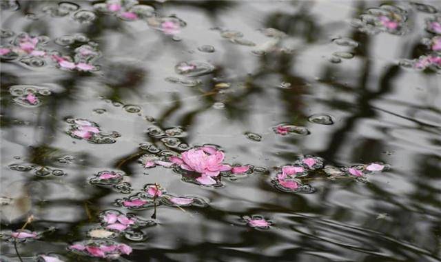 水面落花图片唯美图片