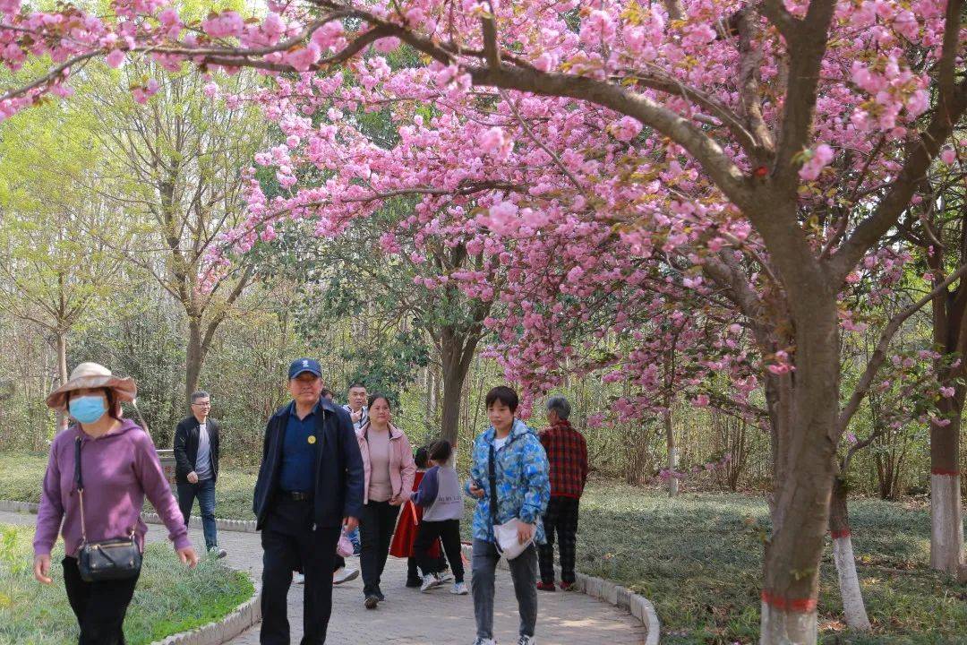 济源世纪广场樱花图片