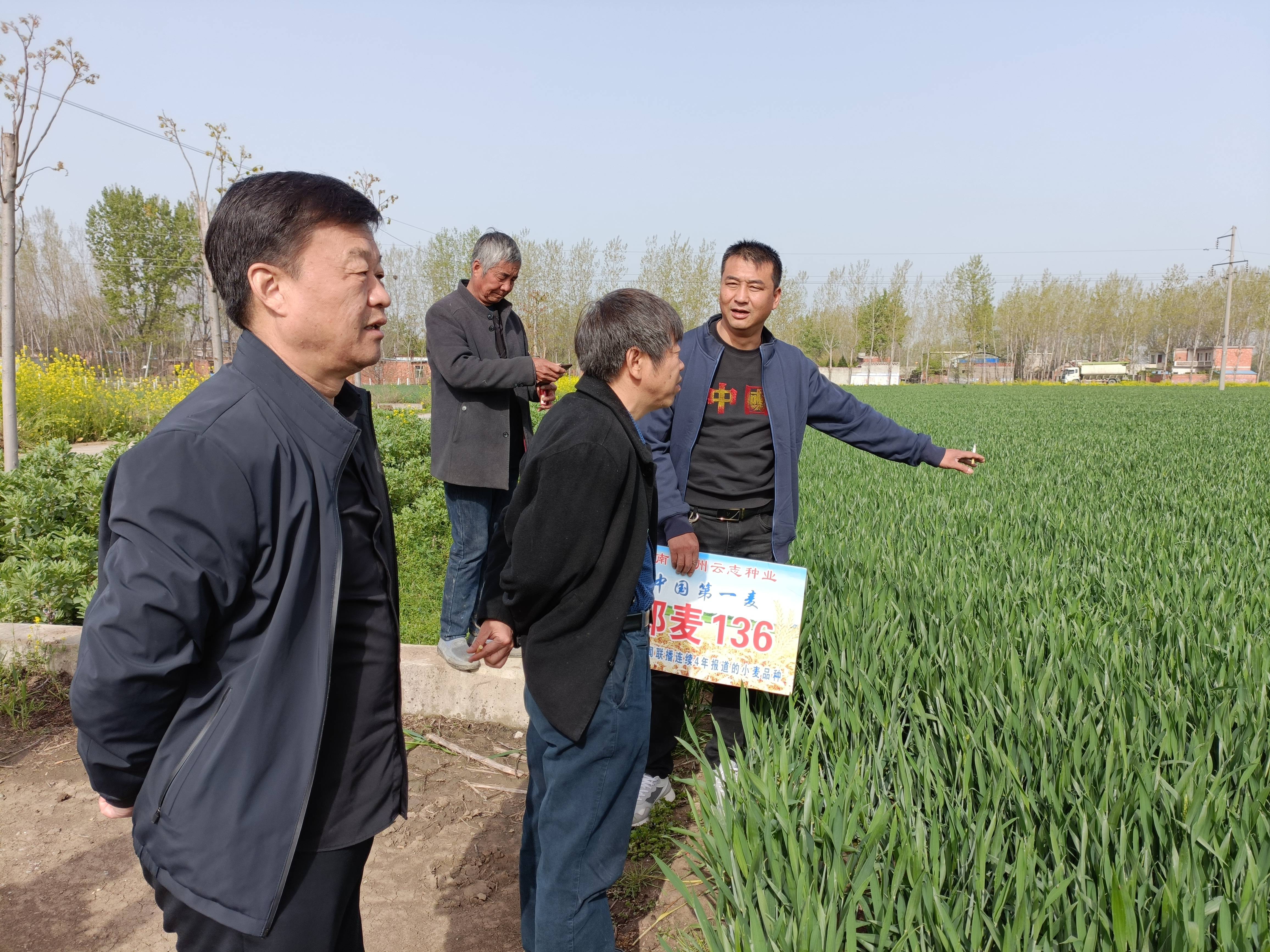 鄧州雲志種業:有關專家到鄧州鄭麥136百畝高產田查看長勢_育種_延津縣