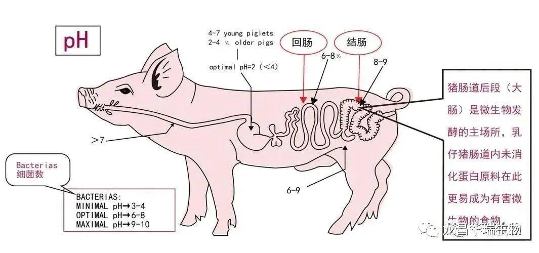 猪料中可添加饲料级甲酸钙来提升采食量及消化率