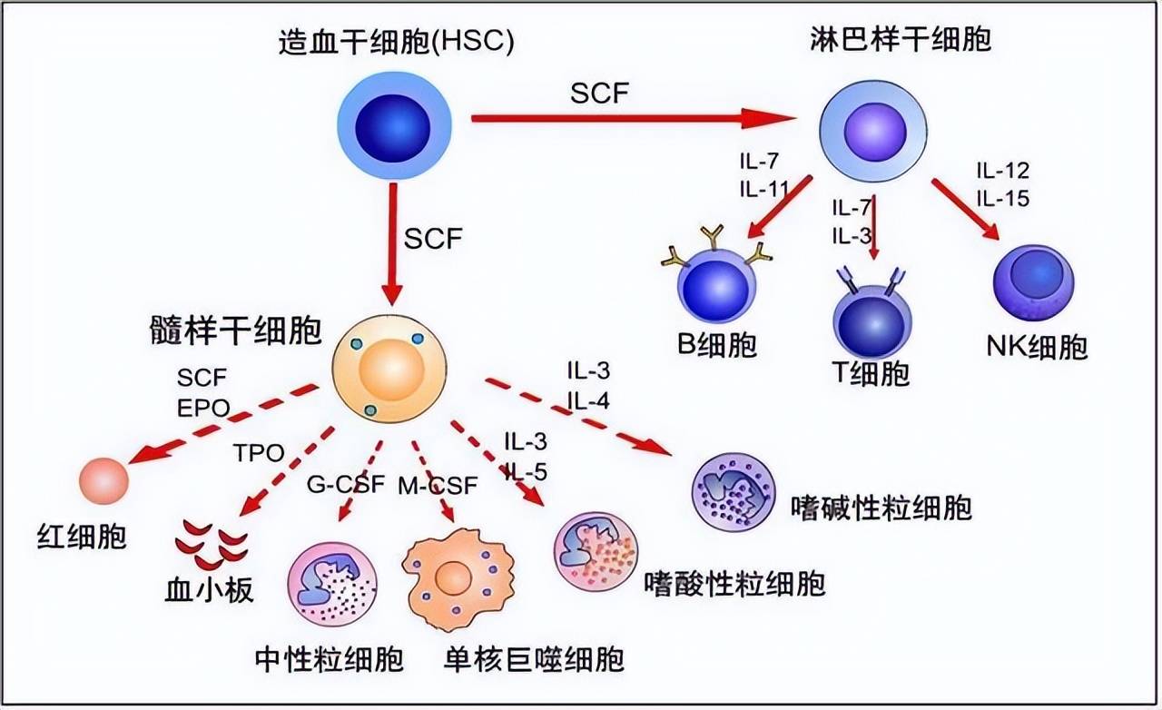 细胞因子的生物学活性