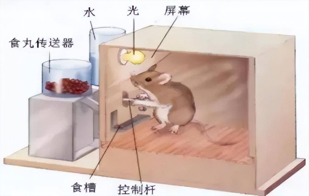 斯金纳的小白鼠实验图片