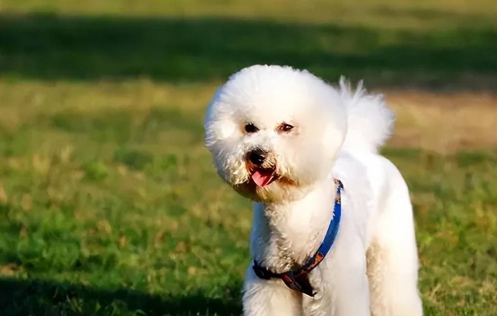 2,喂食营养一些想要比熊犬寿命延长,一定要给它喂食营养一些,狗粮不能