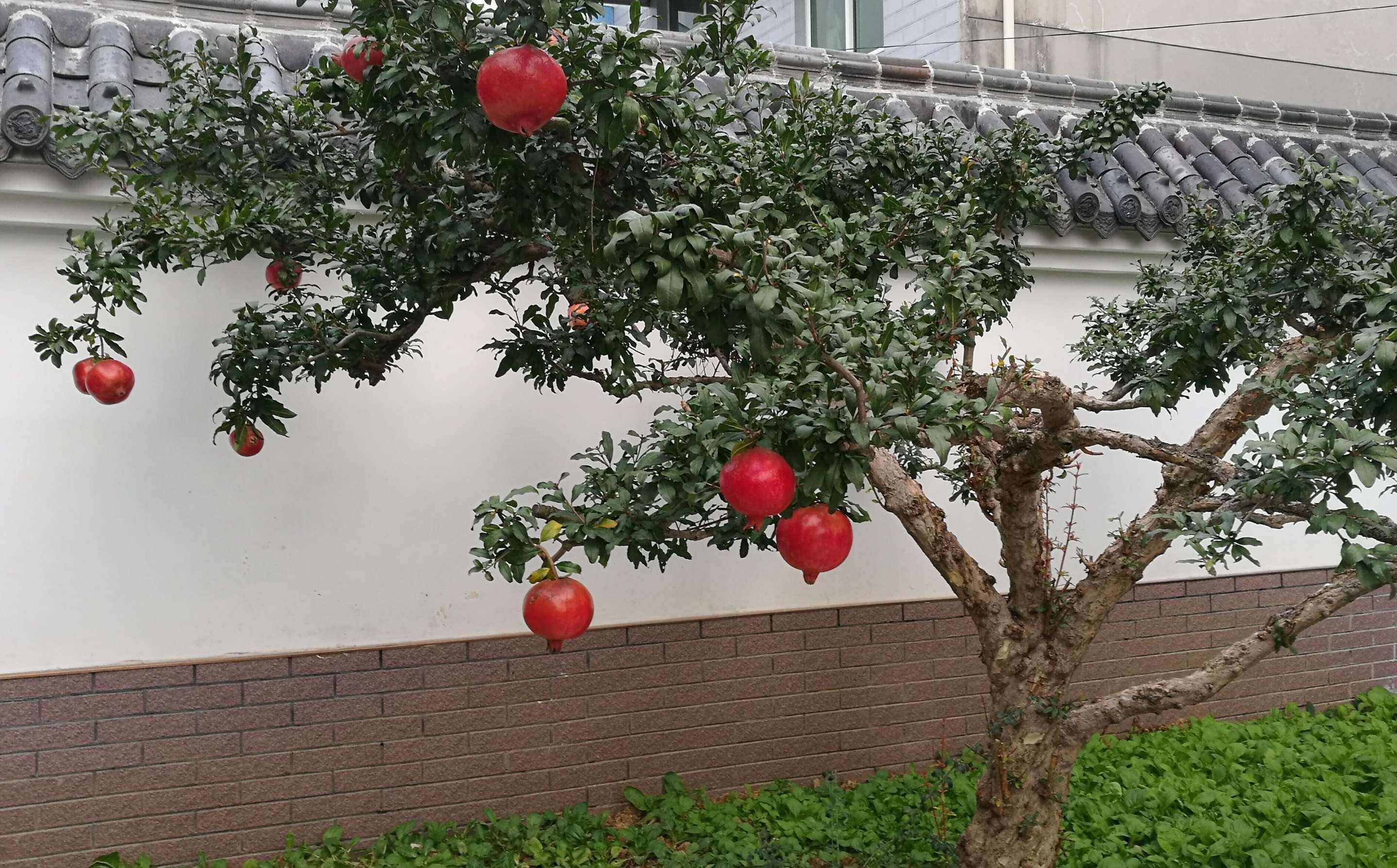 房前屋后种什么树好（庭院风水树哪种最好） 第3张