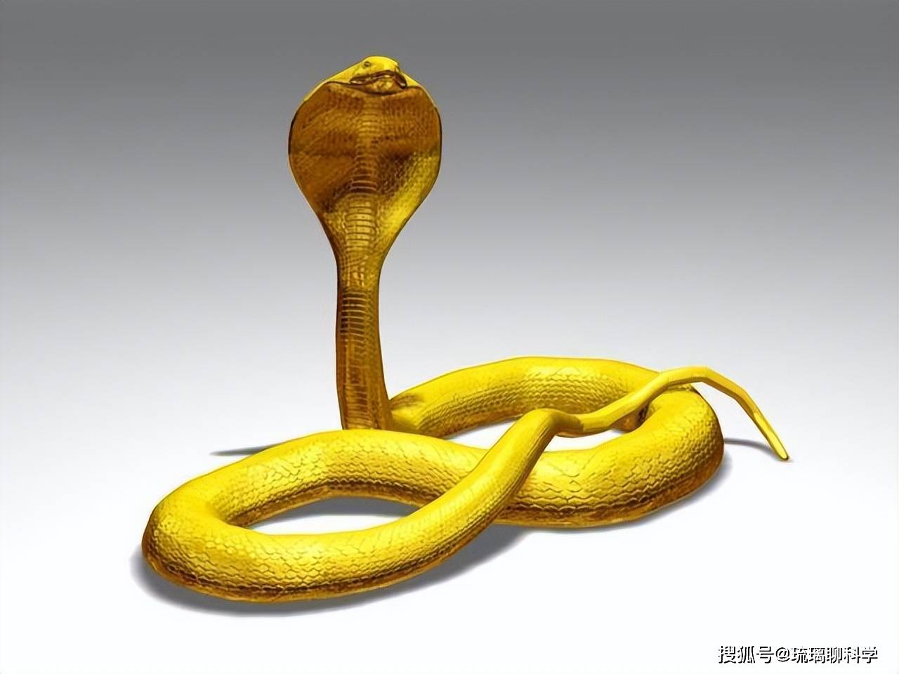 飞行员驾驶飞机时,其背后突然爬上一条黄金眼镜蛇,结果呢?