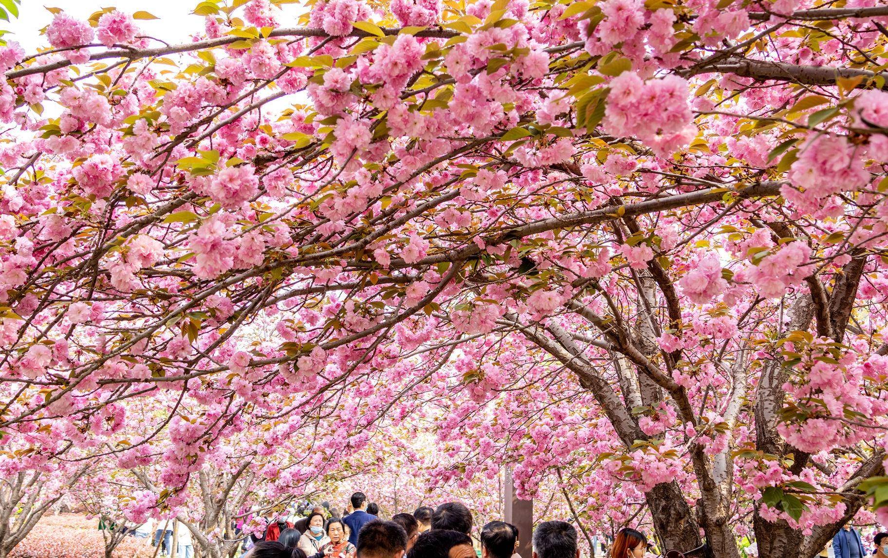 鹤壁樱花节2022图片
