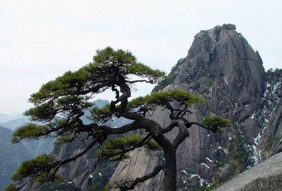 所以说在农村,松柏很少有人种.