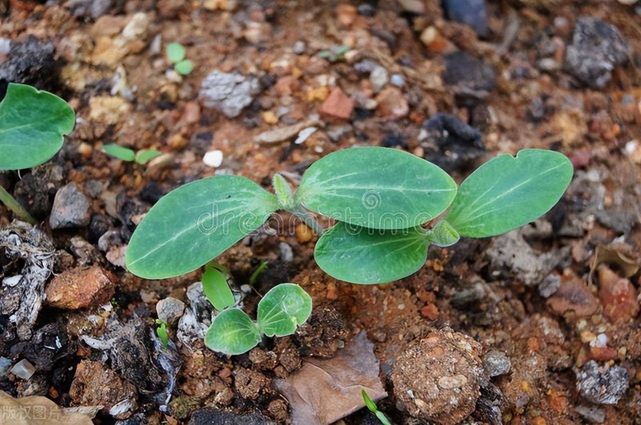 用粪种冬瓜究竟有多好?怎样用粪种冬瓜_种植_是一种_草本植物