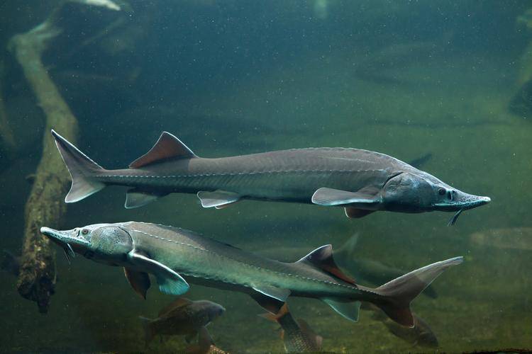 洄游红鲑鱼是贝加尔湖中的另一个大型鱼类