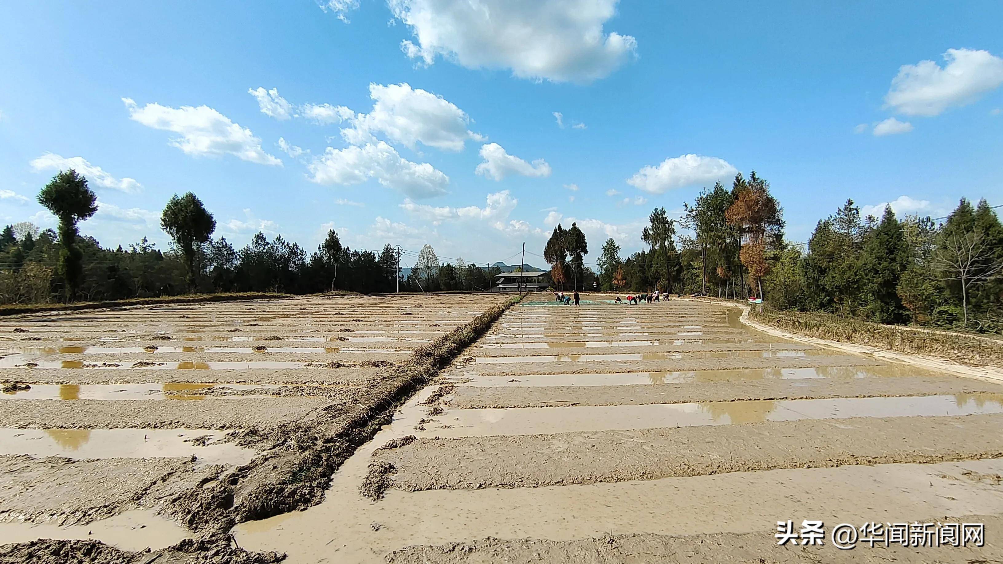 在四川閬中市老觀鎮柏山村奉祿大米專業合作社集中育秧基地,10餘名