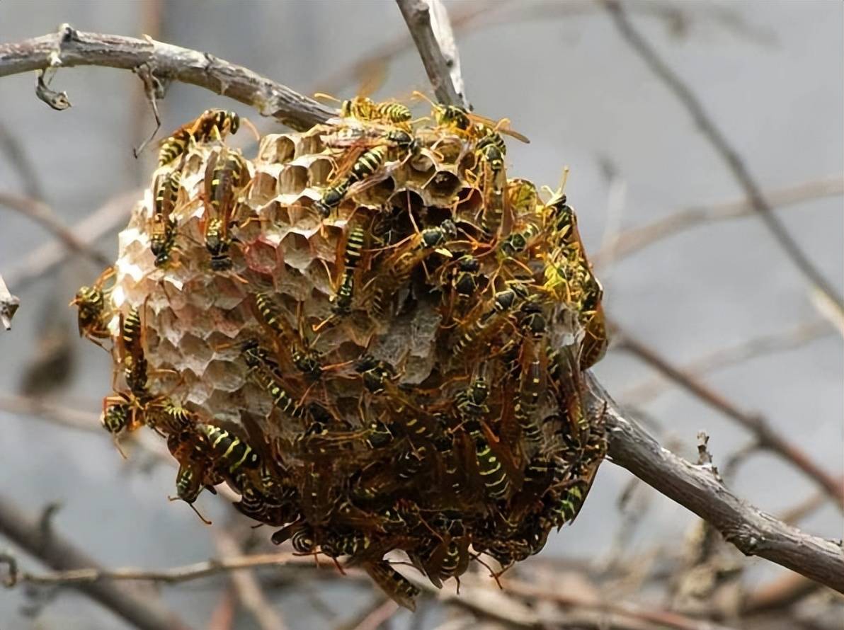 大树上的蜂巢图片