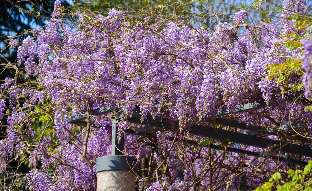 牡丹花水（牡丹花泡茶喝） 第8张