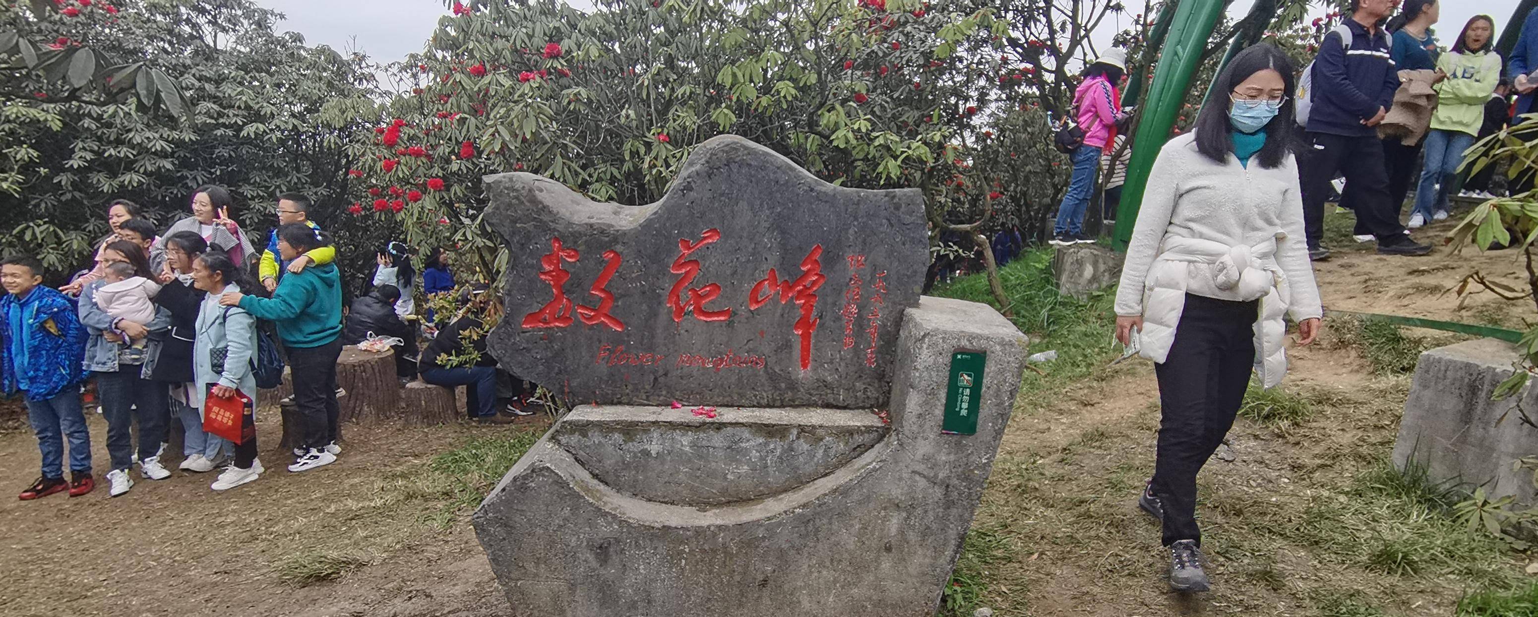 千年杜鹃花王图片