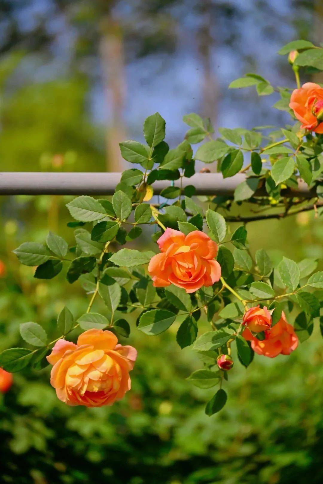 樂山這個鄉村藏著百畝玫瑰花海!門票免費送!_玫瑰莊園_土主鎮_土門子