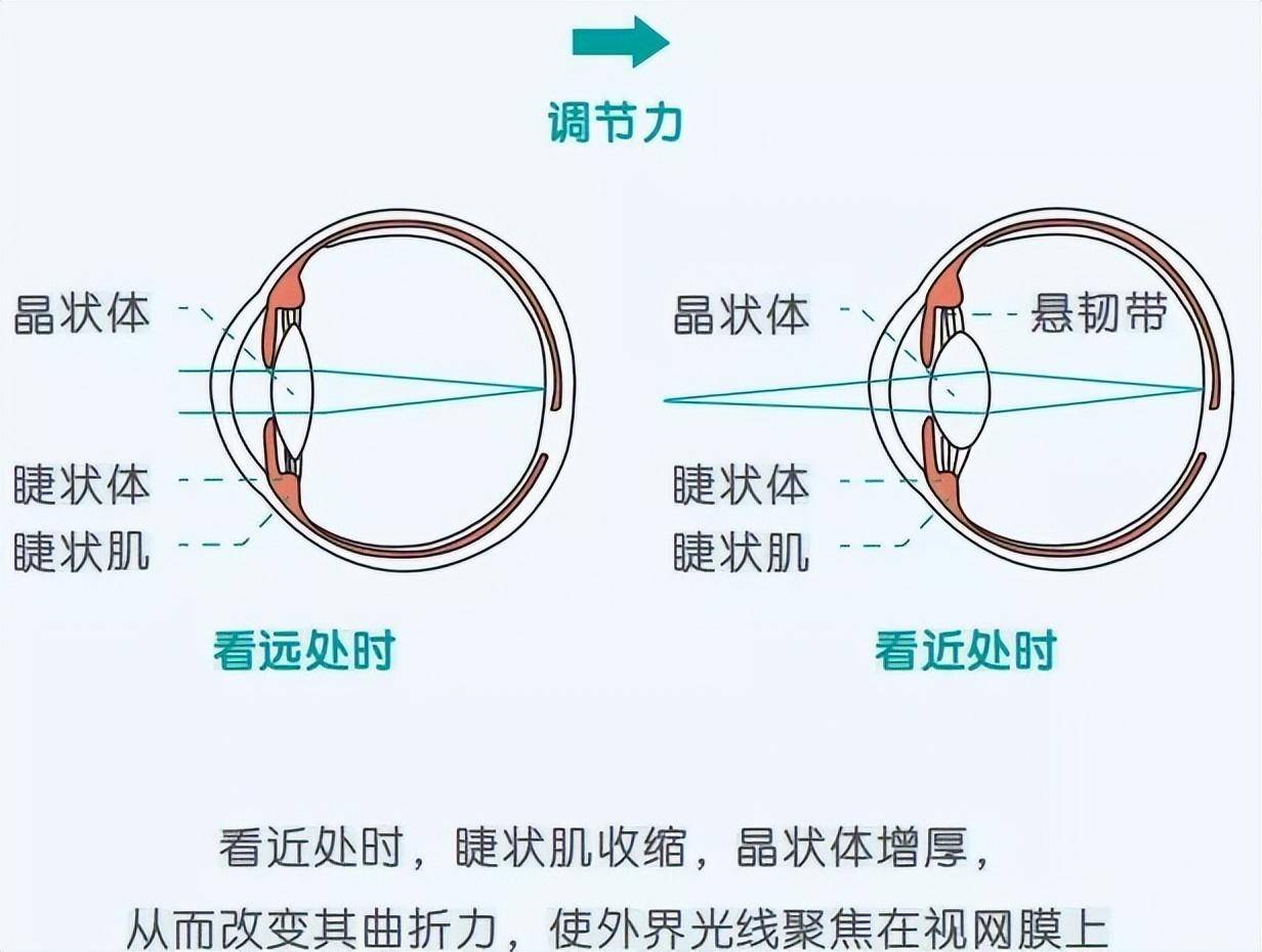调节_晶状体_光线
