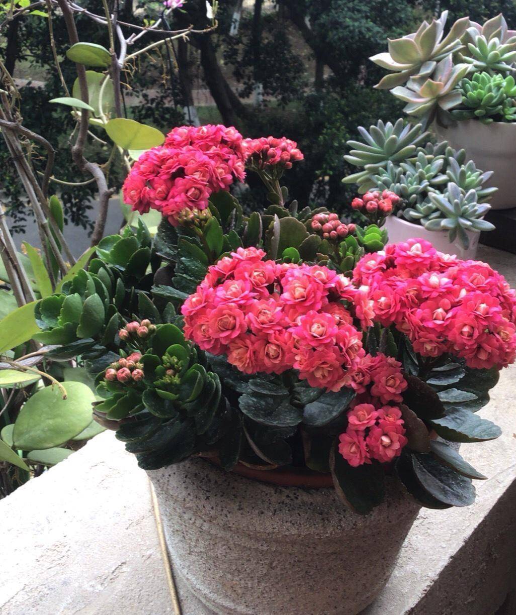 长寿花界的"精品"—豆沙皇后,玫瑰花型,颜值高,好养又爱开花_阳台