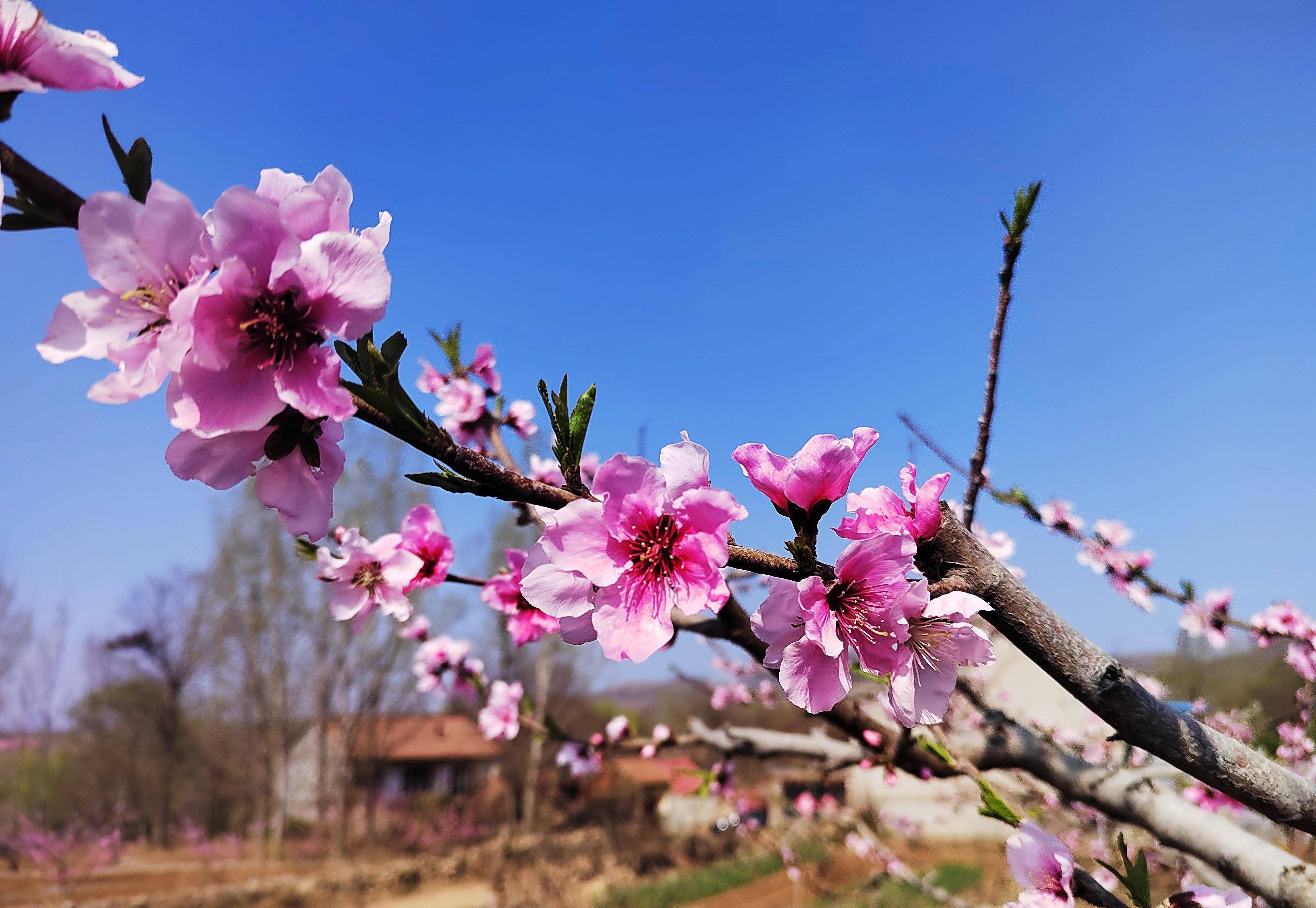 远赴人间桃花宴