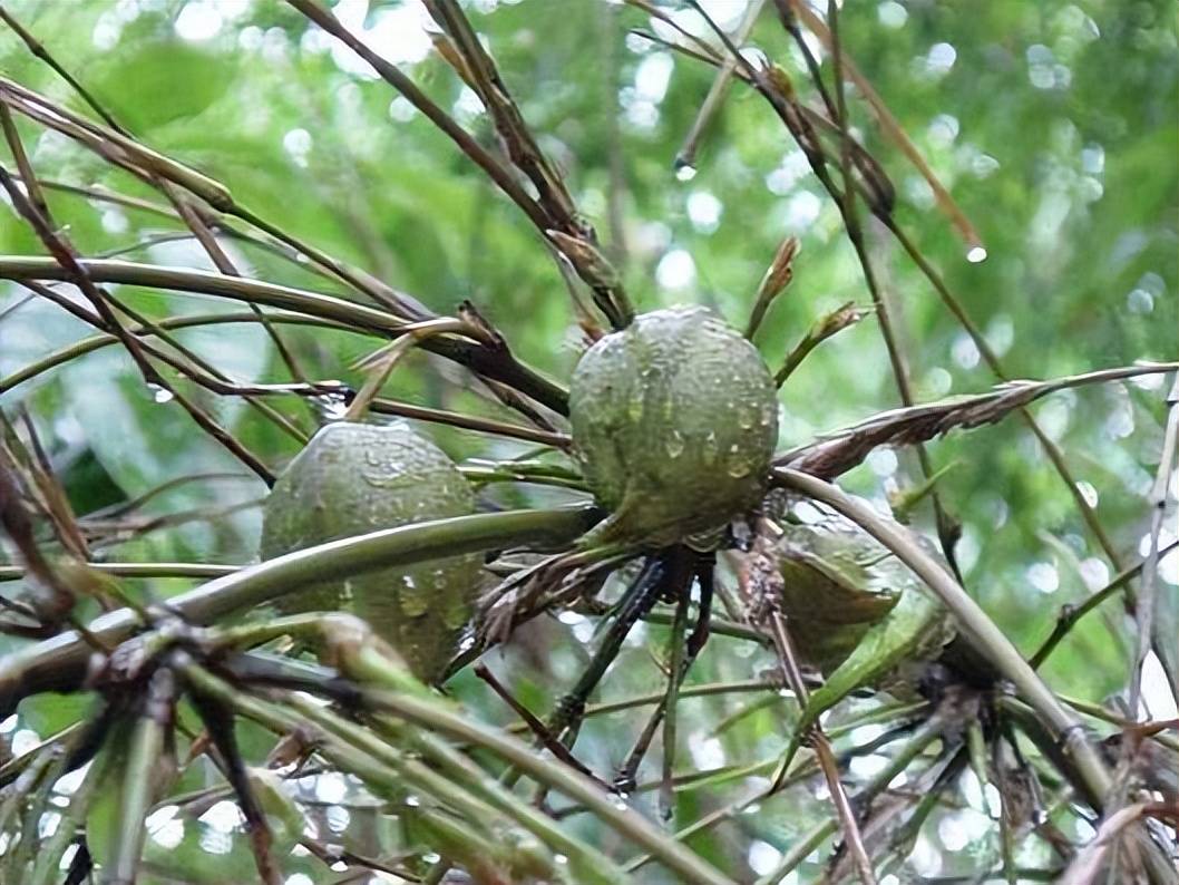 竹子开花少见,竹子结出"大梨"你见过吗?