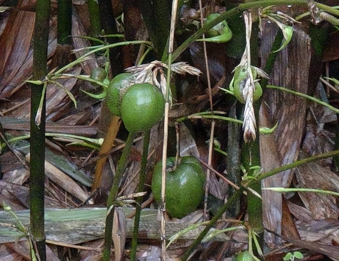 竹子开花少见,竹子结出"大梨"你见过吗?