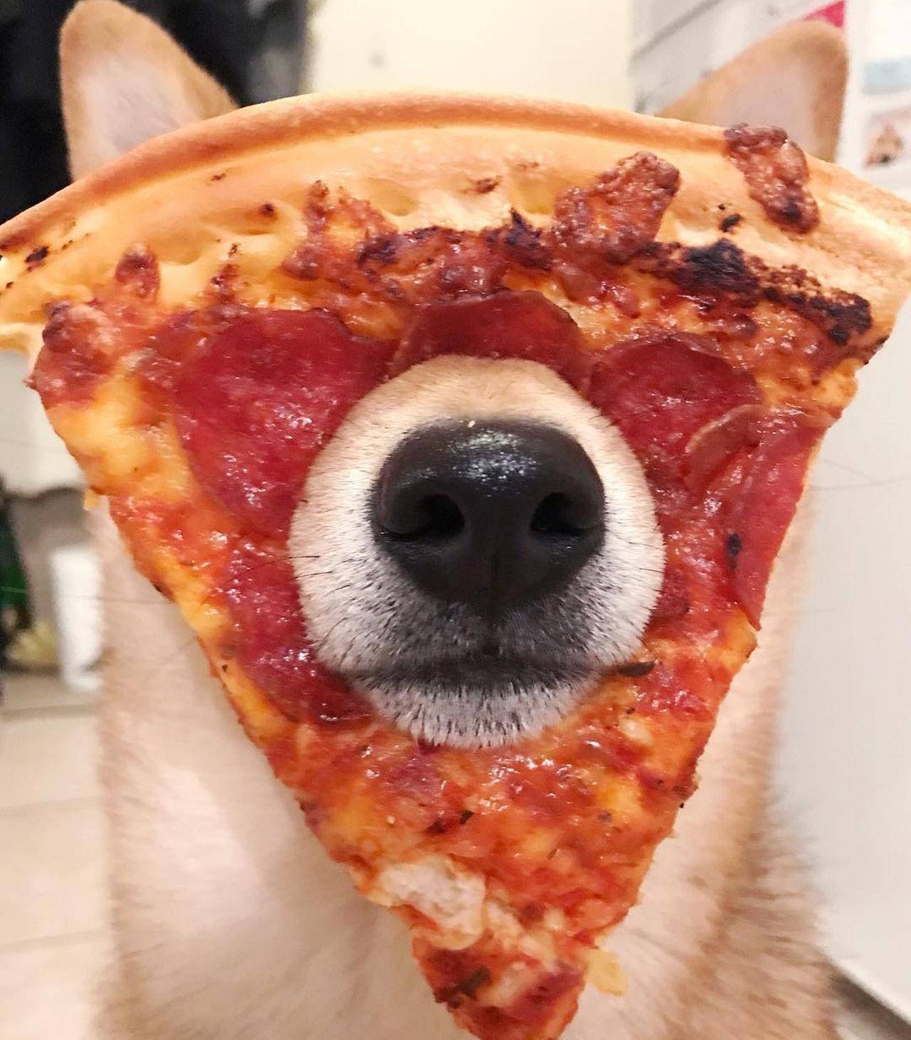 可爱的小柴犬有强迫症,看到主人手上有圈圈,就会把头塞进去圈里