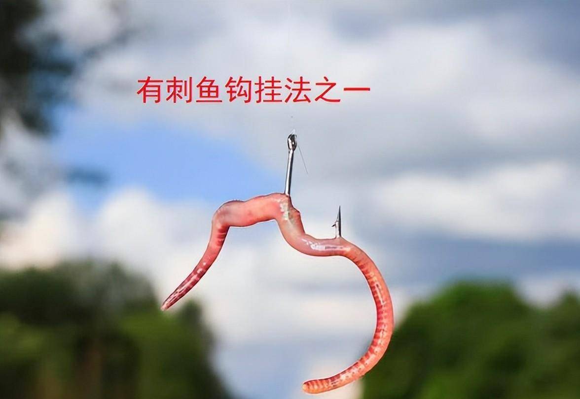 蚯蚓钓鱼到底该如何挂钩?