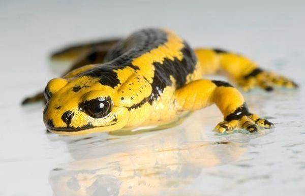 地球上9大最奇异的蝾螈,第一没有肺靠皮肤呼吸,第九长得像小狗_红色