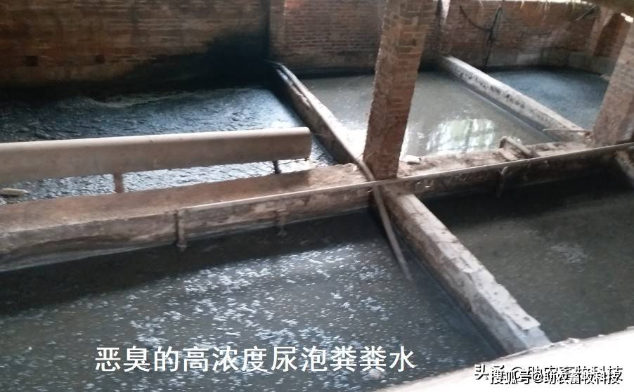 水泡粪(尿泡粪)的粪污为什么处理难?如何才能低成本处理?