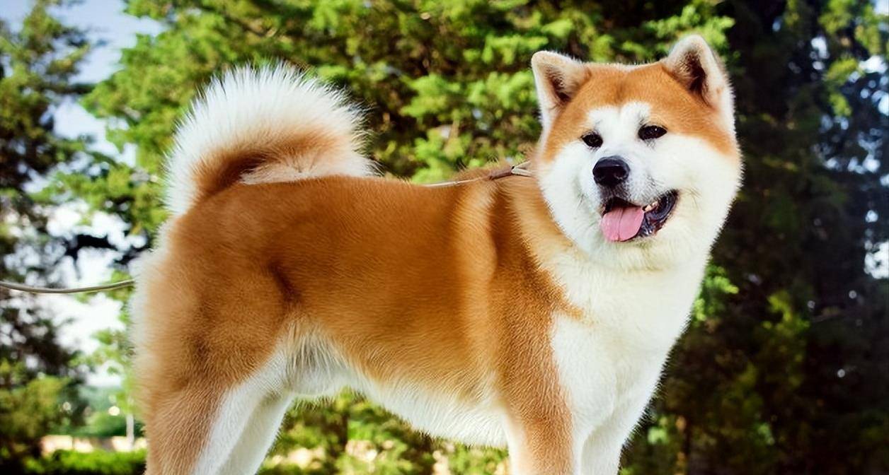养一只秋田犬会上瘾,这4大优点让人着迷