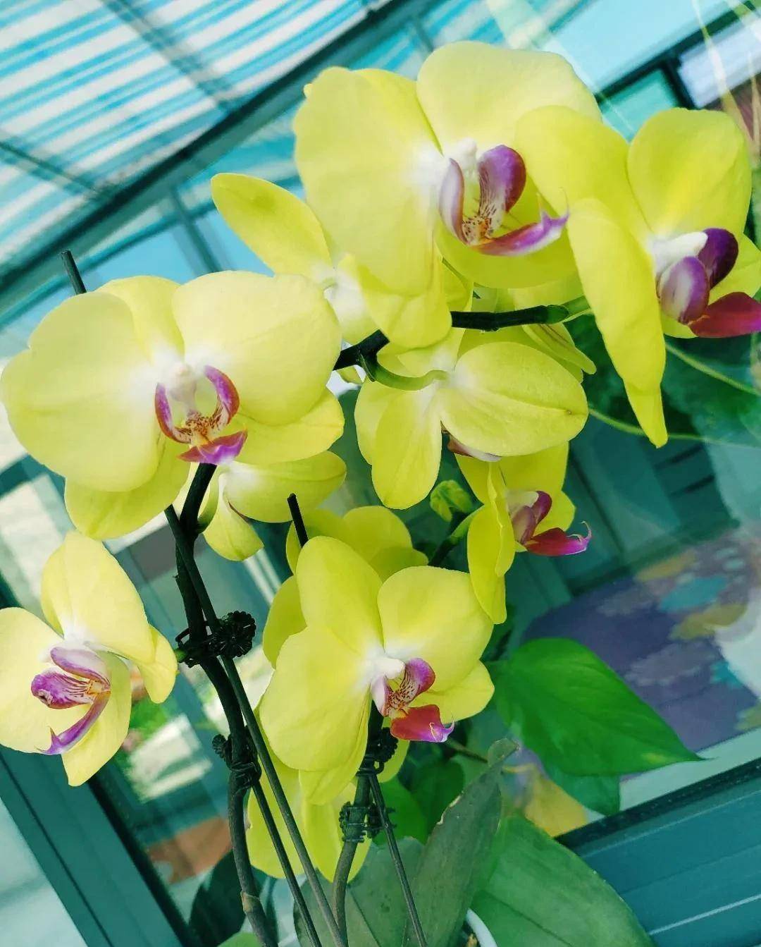 娇艳喜庆的长寿花颜色多彩,烂漫绚丽的杜鹃花灿烂成了云霞,清丽脱俗的