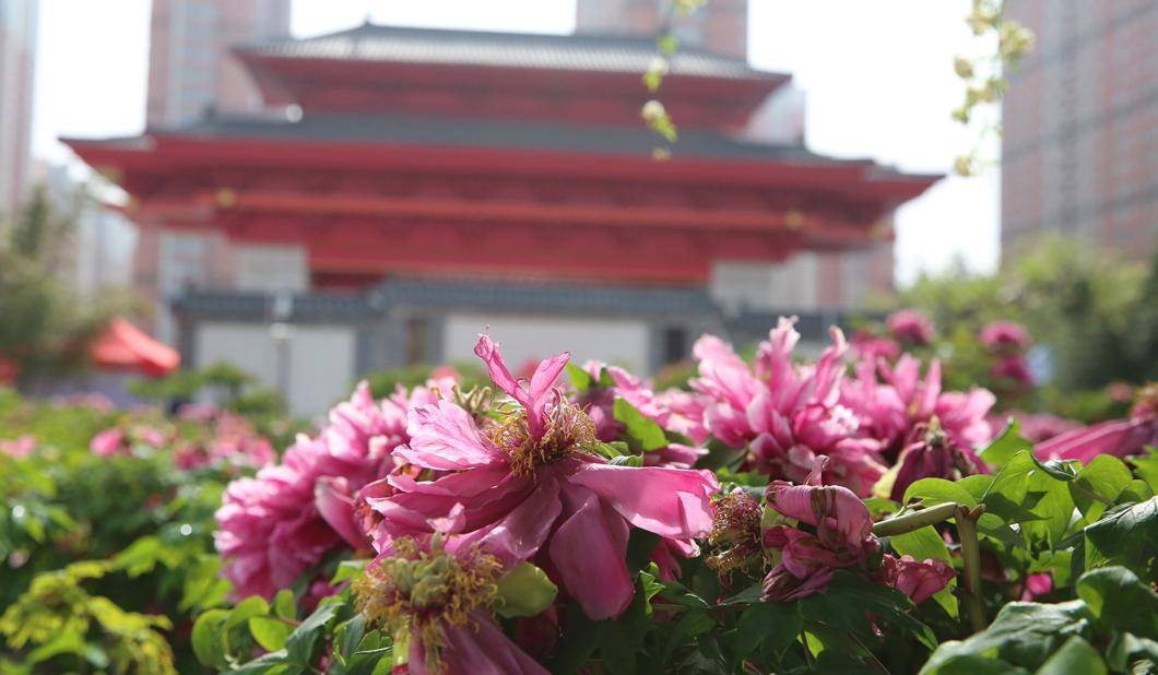 菏泽曹州百花园门票图片